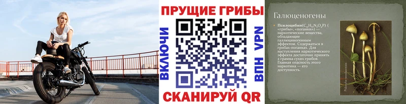 Псилоцибиновые грибы Psilocybine cubensis Медногорск