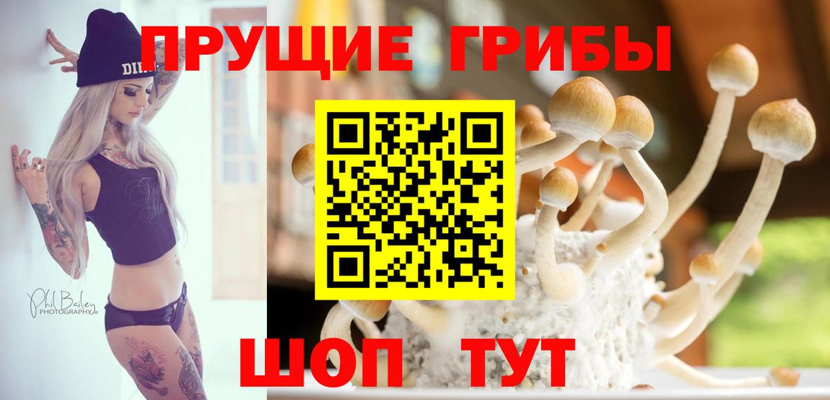 купить наркотик  Псилоцибиновые грибы Psilocybine cubensis  Вход с VPN  Медногорск 